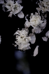 moody carnations