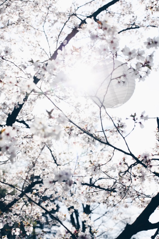 cherry blossoms with paper lantern via anastasiabenko.com