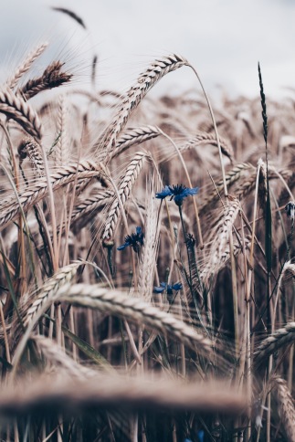 cornfield with blue cornflower