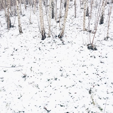 snow + birches, Germany via anastasiabenko.com