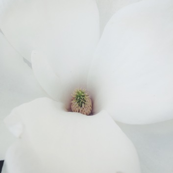 magnolia via anastasiabenko.com