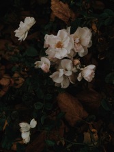 moody white roses