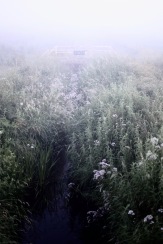 fog over meadow, Denmark