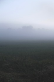 fog over meadow, Denmark