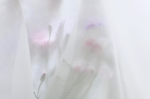 soft airy floral photography