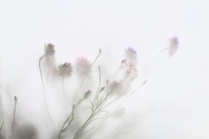 soft airy flower photography