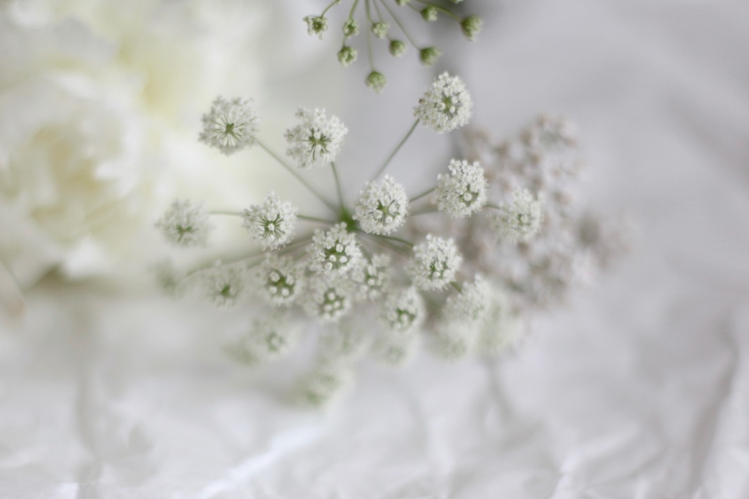 Queen Anne's lace - wild carrot 