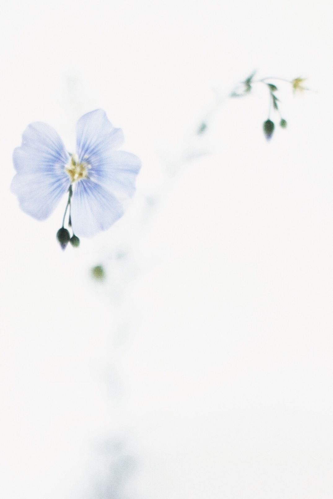 pale blue summer flower / anastasiabenko.com