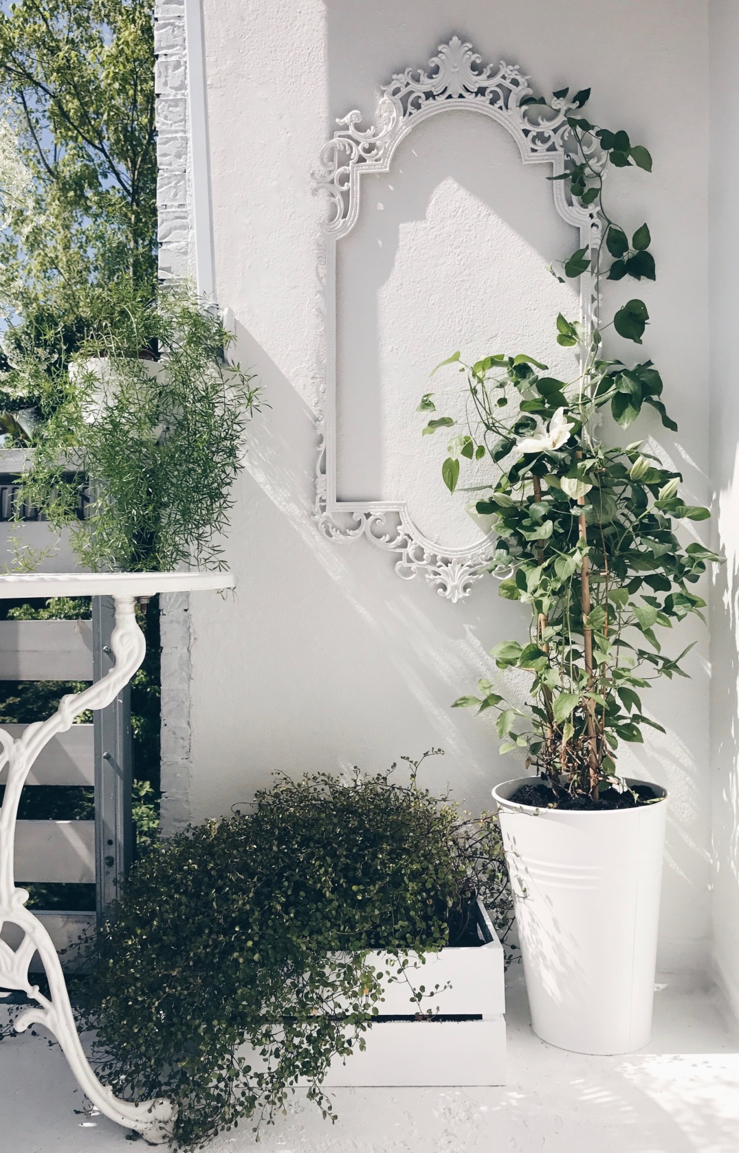 DIY trellis for my clematis - painted with All White from Farrow & Ball 