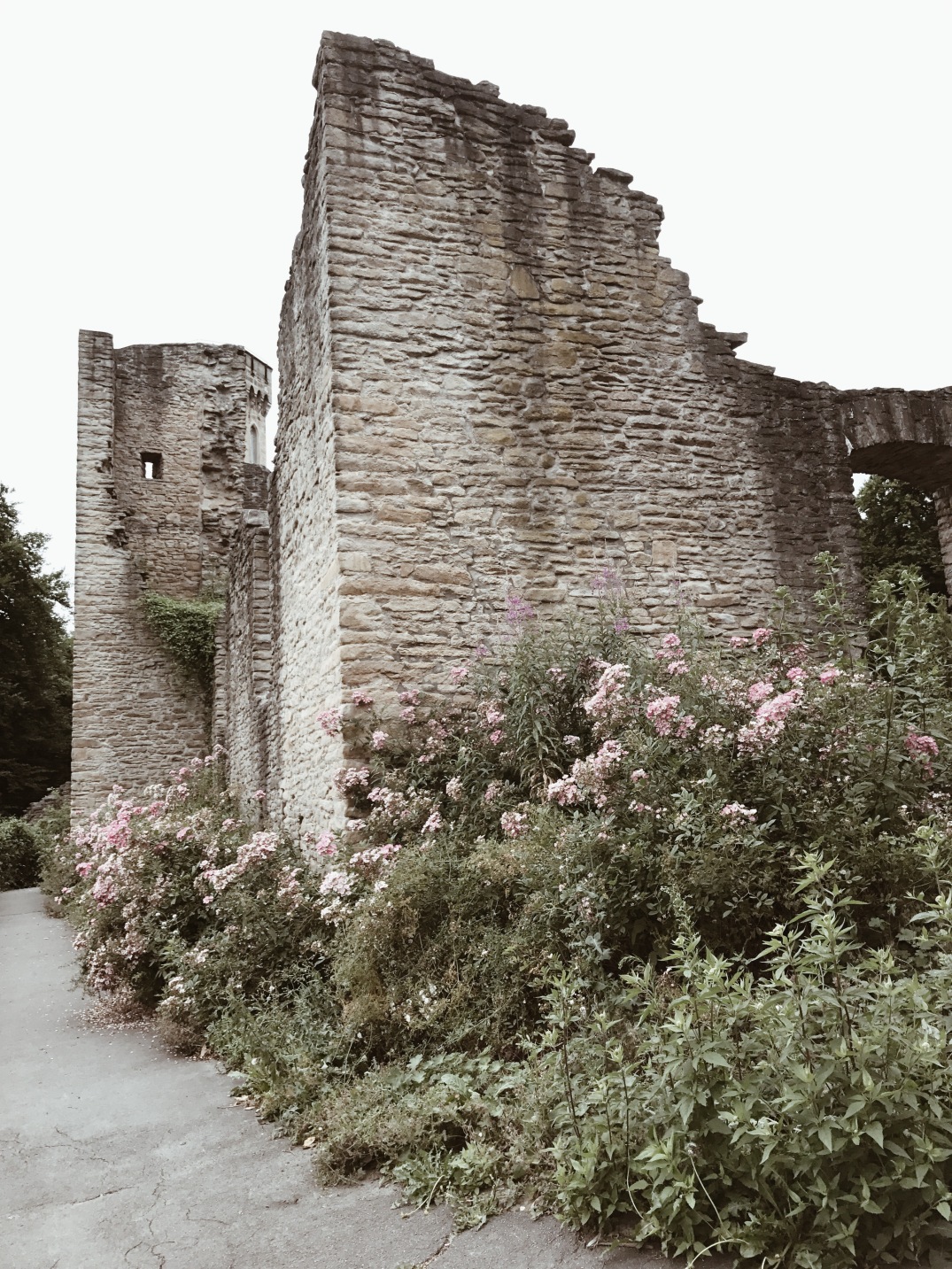 Visit Hohensyburg, Germany, castle from the Middle Ages with pink wild roses 